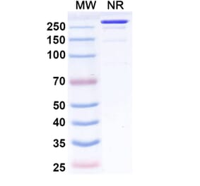 SDS-PAGE - Fiztasovimab Biosimilar - Anti-Envelope Glycoprotein B Antibody - BSA and Azide free (A339236) - Antibodies.com