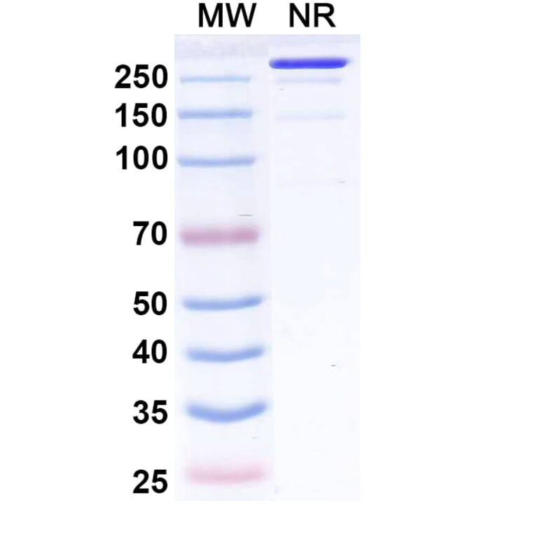 SDS-PAGE - Fiztasovimab Biosimilar - Anti-Envelope Glycoprotein B Antibody - BSA and Azide free (A339236) - Antibodies.com
