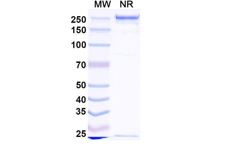 SDS-PAGE - Fiztasovimab Biosimilar - Anti-Envelope Glycoprotein B Antibody - BSA and Azide free (A339236) - Antibodies.com