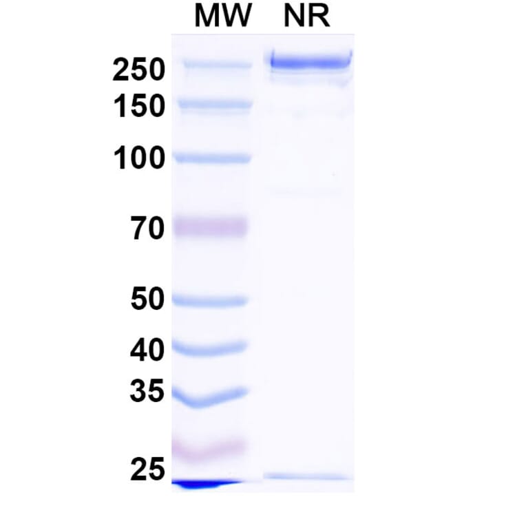 SDS-PAGE - Fiztasovimab Biosimilar - Anti-Envelope Glycoprotein B Antibody - BSA and Azide free (A339236) - Antibodies.com