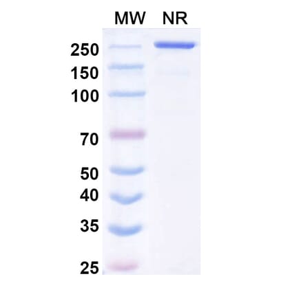 SDS-PAGE - Mecbotamab Biosimilar - Anti-Axl Antibody - BSA and Azide free (A339237) - Antibodies.com