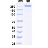 SDS-PAGE - Mecbotamab Biosimilar - Anti-Axl Antibody - BSA and Azide free (A339237) - Antibodies.com