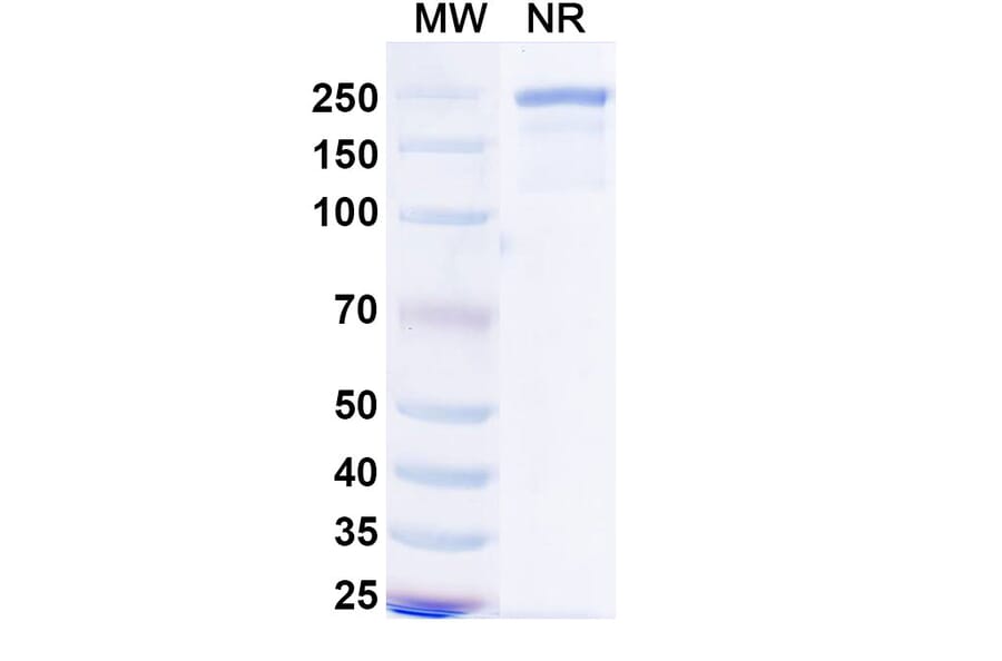 SDS-PAGE - Mecbotamab Biosimilar - Anti-Axl Antibody - BSA and Azide free (A339237) - Antibodies.com