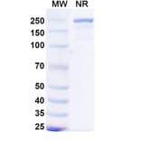 SDS-PAGE - Mecbotamab Biosimilar - Anti-Axl Antibody - BSA and Azide free (A339237) - Antibodies.com
