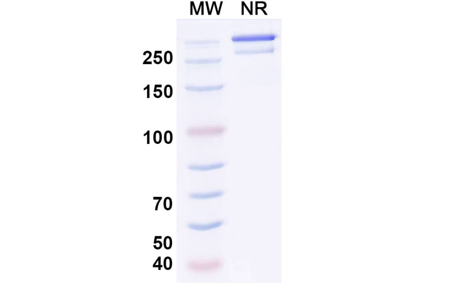 SDS-PAGE - Osemitamab Biosimilar - Anti-Claudin18 Antibody - BSA and Azide free (A339238) - Antibodies.com