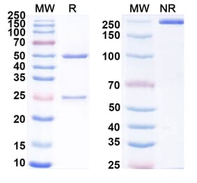 SDS-PAGE - Ozuriftamab Biosimilar - Anti-ROR2 Antibody - BSA and Azide free (A339239) - Antibodies.com