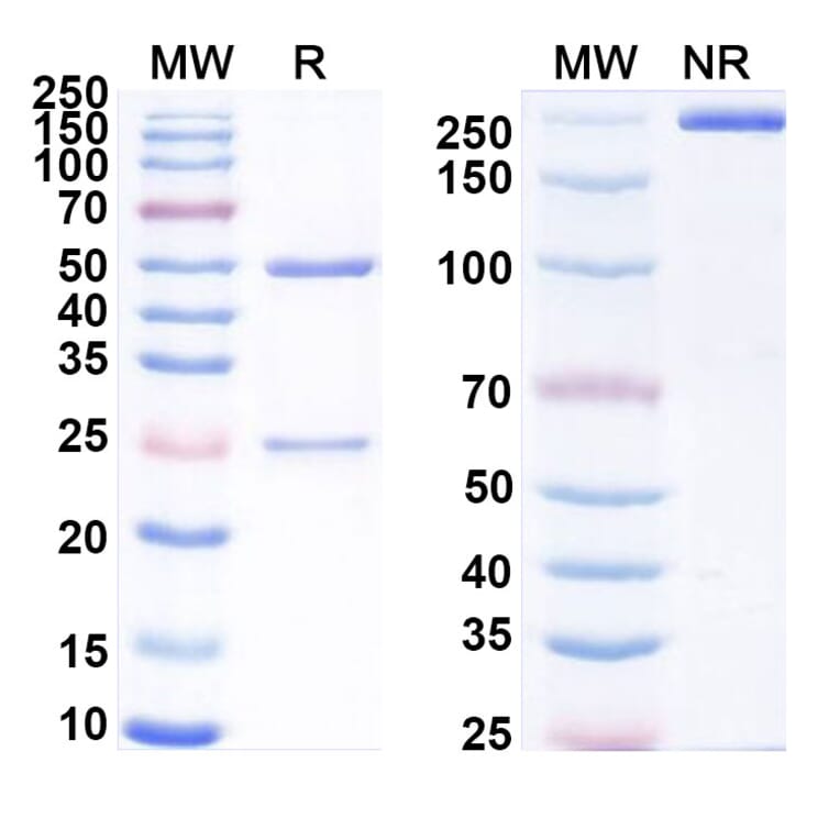 SDS-PAGE - Ozuriftamab Biosimilar - Anti-ROR2 Antibody - BSA and Azide free (A339239) - Antibodies.com