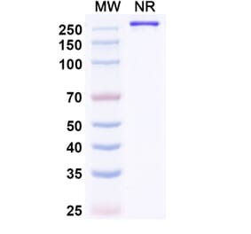 SDS-PAGE - Paridiprubart Biosimilar - Anti-TLR4 Antibody - BSA and Azide free (A339240) - Antibodies.com