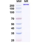 SDS-PAGE - Paridiprubart Biosimilar - Anti-TLR4 Antibody - BSA and Azide free (A339240) - Antibodies.com