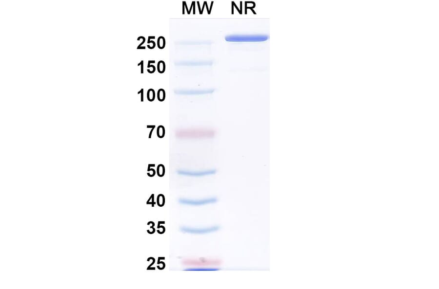 SDS-PAGE - Paridiprubart Biosimilar - Anti-TLR4 Antibody - BSA and Azide free (A339240) - Antibodies.com