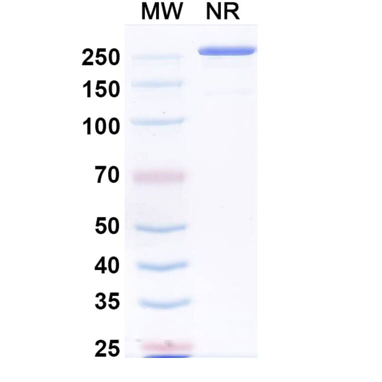 SDS-PAGE - Paridiprubart Biosimilar - Anti-TLR4 Antibody - BSA and Azide free (A339240) - Antibodies.com