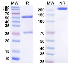 SDS-PAGE - Visugromab Biosimilar - Anti-GDF15 Antibody - BSA and Azide free (A339243) - Antibodies.com