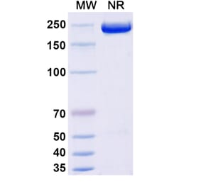 SDS-PAGE - Apitegromab Biosimilar - Anti-Myostatin Antibody - BSA and Azide free (A339245) - Antibodies.com