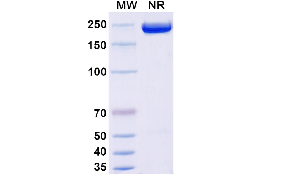 SDS-PAGE - Apitegromab Biosimilar - Anti-Myostatin Antibody - BSA and Azide free (A339245) - Antibodies.com