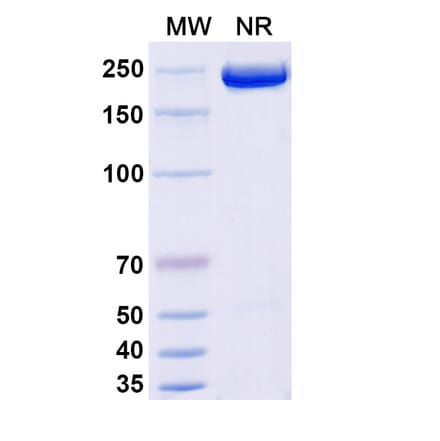 SDS-PAGE - Apitegromab Biosimilar - Anti-Myostatin Antibody - BSA and Azide free (A339245) - Antibodies.com