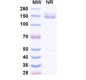 SDS-PAGE - Lepunafusp alfa Biosimilar - Anti-Transferrin Receptor Antibody - BSA and Azide free (A339246) - Antibodies.com