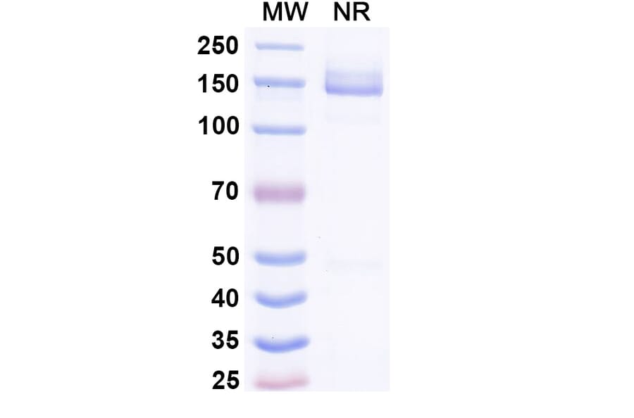 SDS-PAGE - Lepunafusp alfa Biosimilar - Anti-Transferrin Receptor Antibody - BSA and Azide free (A339246) - Antibodies.com