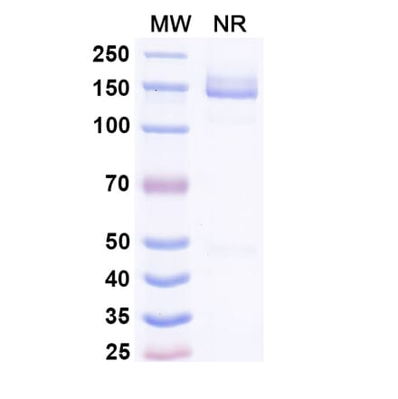 SDS-PAGE - Lepunafusp alfa Biosimilar - Anti-Transferrin Receptor Antibody - BSA and Azide free (A339246) - Antibodies.com