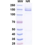 SDS-PAGE - Lepunafusp alfa Biosimilar - Anti-Transferrin Receptor Antibody - BSA and Azide free (A339246) - Antibodies.com