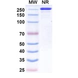 SDS-PAGE - Suciraslimab Biosimilar - Anti-CD22 Antibody - BSA and Azide free (A339247) - Antibodies.com