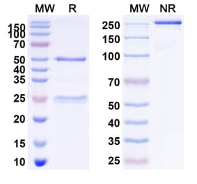 SDS-PAGE - Theralizumab Biosimilar - Anti-CD28 Antibody - BSA and Azide free (A339248) - Antibodies.com