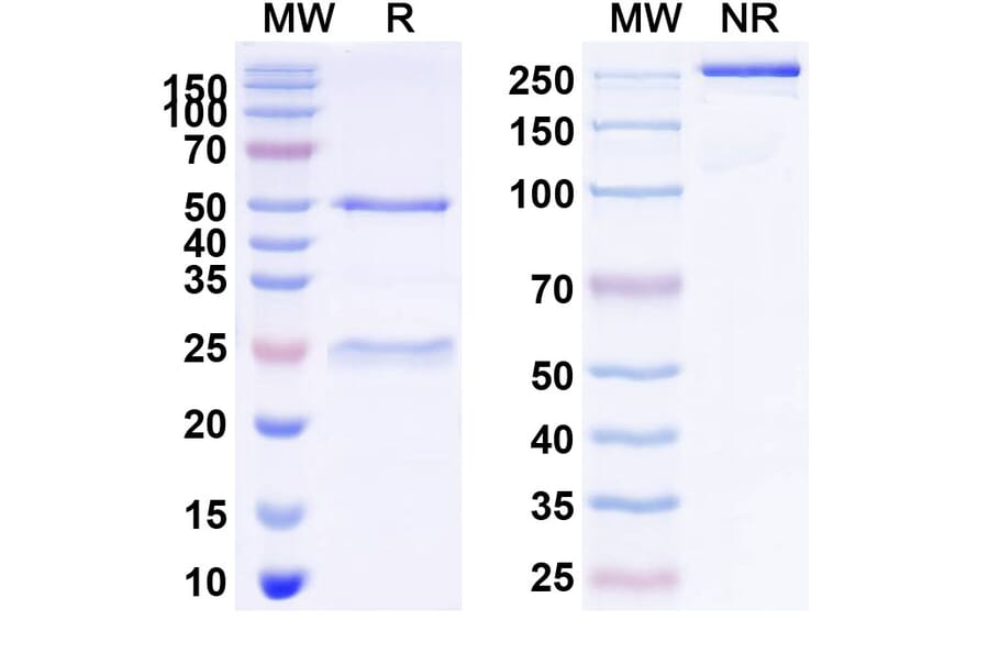 SDS-PAGE - Theralizumab Biosimilar - Anti-CD28 Antibody - BSA and Azide free (A339248) - Antibodies.com