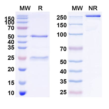 SDS-PAGE - Theralizumab Biosimilar - Anti-CD28 Antibody - BSA and Azide free (A339248) - Antibodies.com