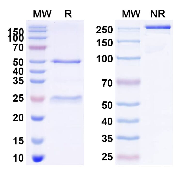 SDS-PAGE - Theralizumab Biosimilar - Anti-CD28 Antibody - BSA and Azide free (A339248) - Antibodies.com
