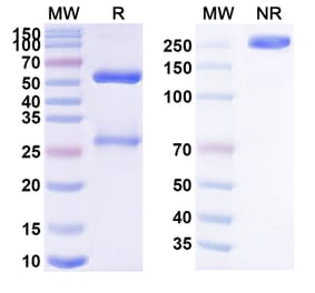 SDS-PAGE - MDX-1342 Biosimilar - Anti-CD19 Antibody - BSA and Azide free (A339249) - Antibodies.com