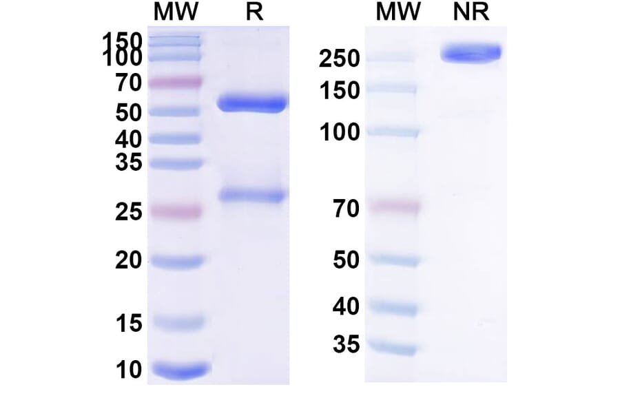 SDS-PAGE - MDX-1342 Biosimilar - Anti-CD19 Antibody - BSA and Azide free (A339249) - Antibodies.com
