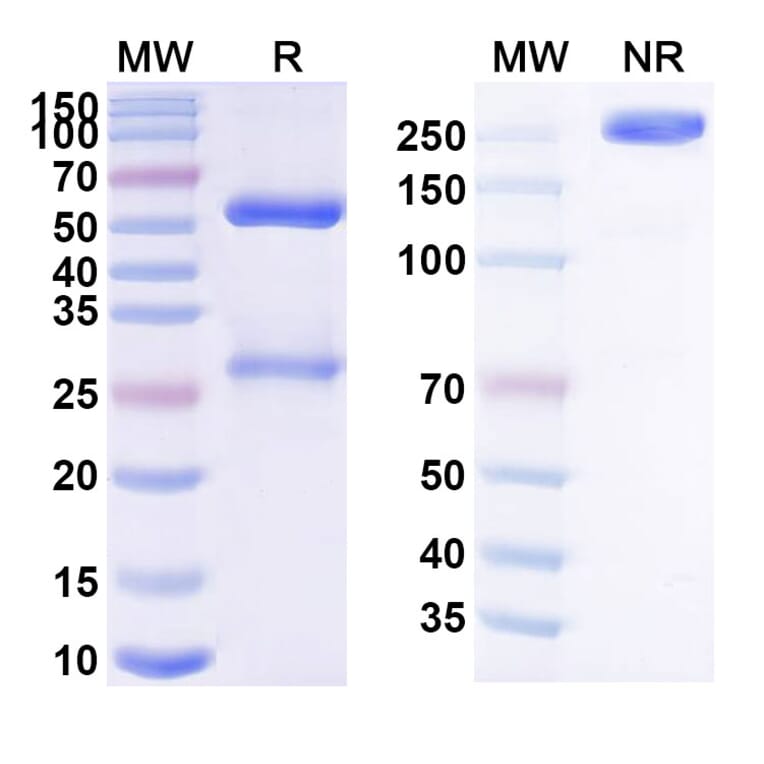 SDS-PAGE - MDX-1342 Biosimilar - Anti-CD19 Antibody - BSA and Azide free (A339249) - Antibodies.com