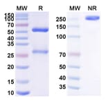 SDS-PAGE - MDX-1342 Biosimilar - Anti-CD19 Antibody - BSA and Azide free (A339249) - Antibodies.com