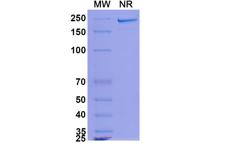 SDS-PAGE - MDX-1342 Biosimilar - Anti-CD19 Antibody - BSA and Azide free (A339249) - Antibodies.com