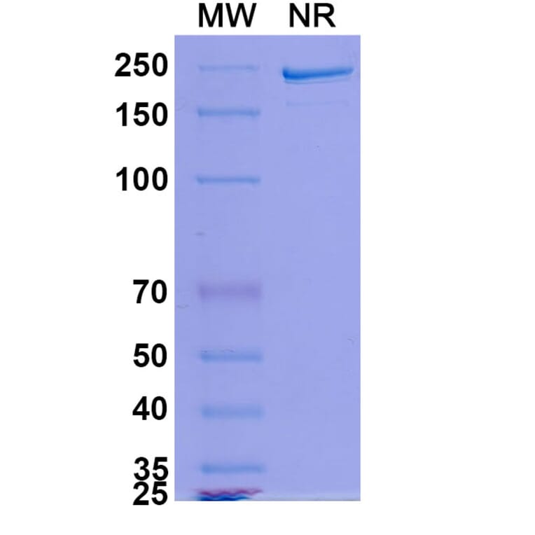 SDS-PAGE - MDX-1342 Biosimilar - Anti-CD19 Antibody - BSA and Azide free (A339249) - Antibodies.com