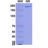 SDS-PAGE - MDX-1342 Biosimilar - Anti-CD19 Antibody - BSA and Azide free (A339249) - Antibodies.com