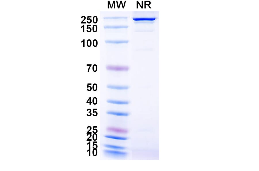 SDS-PAGE - MDX-1342 Biosimilar - Anti-CD19 Antibody - BSA and Azide free (A339249) - Antibodies.com