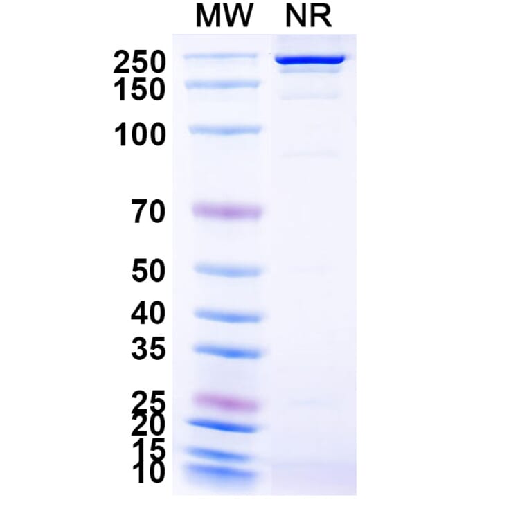 SDS-PAGE - MDX-1342 Biosimilar - Anti-CD19 Antibody - BSA and Azide free (A339249) - Antibodies.com