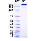SDS-PAGE - MDX-1342 Biosimilar - Anti-CD19 Antibody - BSA and Azide free (A339249) - Antibodies.com