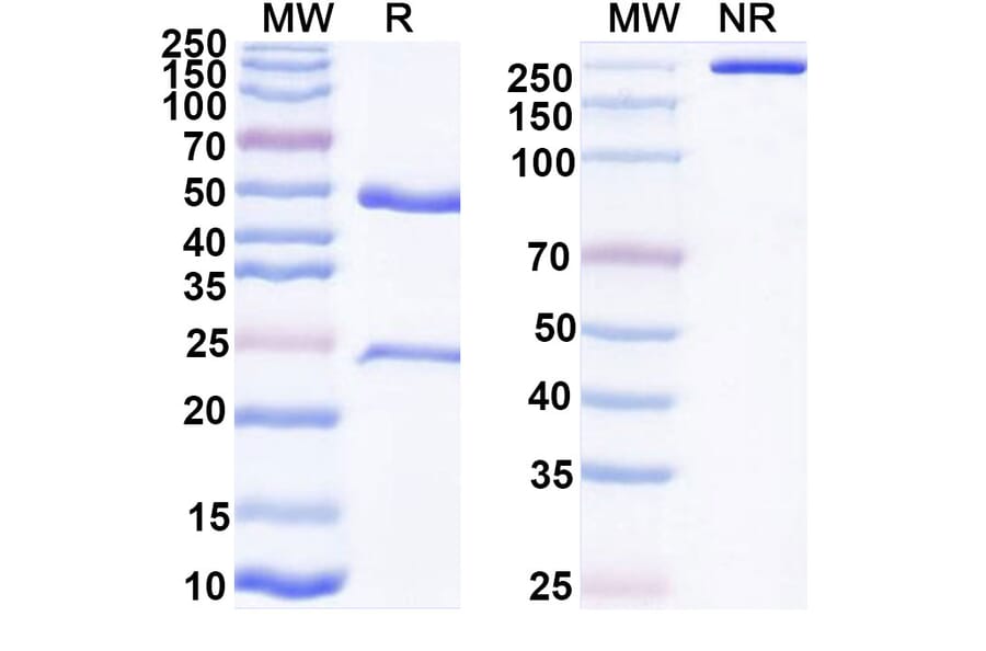 SDS-PAGE - Anti-CD47 Antibody [CC-92] Biosimilar - BSA and Azide free (A339250) - Antibodies.com
