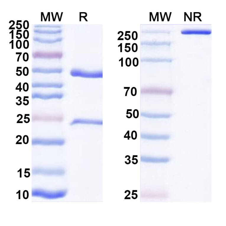 SDS-PAGE - Anti-CD47 Antibody [CC-92] Biosimilar - BSA and Azide free (A339250) - Antibodies.com