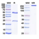 SDS-PAGE - Anti-CD47 Antibody [CC-92] Biosimilar - BSA and Azide free (A339250) - Antibodies.com