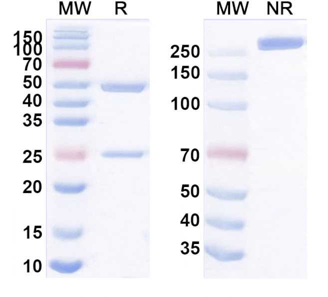 SDS-PAGE - Anti-SIGLEC15 Antibody [5G12] Biosimilar - BSA and Azide free (A339252) - Antibodies.com