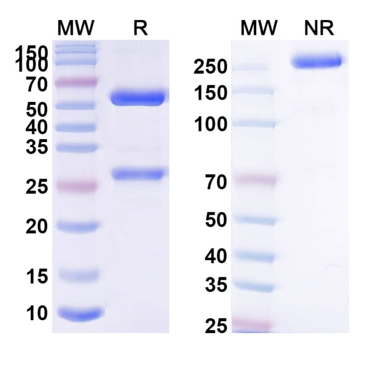 SDS-PAGE - Anti-PACAP Antibody [Ab22] Biosimilar - BSA and Azide free (A339255) - Antibodies.com