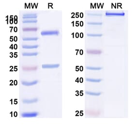 SDS-PAGE - BHQ880 Biosimilar - Anti-DKK1 Antibody - BSA and Azide free (A339256) - Antibodies.com