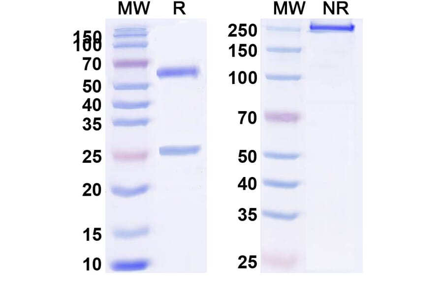 SDS-PAGE - BHQ880 Biosimilar - Anti-DKK1 Antibody - BSA and Azide free (A339256) - Antibodies.com