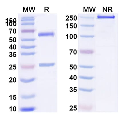 SDS-PAGE - BHQ880 Biosimilar - Anti-DKK1 Antibody - BSA and Azide free (A339256) - Antibodies.com