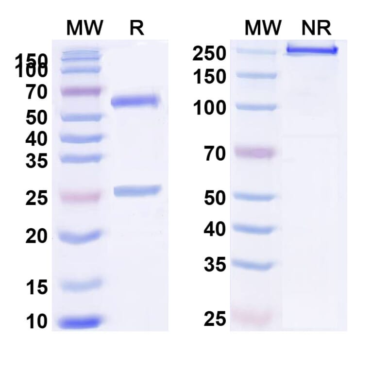 SDS-PAGE - BHQ880 Biosimilar - Anti-DKK1 Antibody - BSA and Azide free (A339256) - Antibodies.com