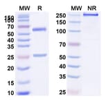 SDS-PAGE - BHQ880 Biosimilar - Anti-DKK1 Antibody - BSA and Azide free (A339256) - Antibodies.com