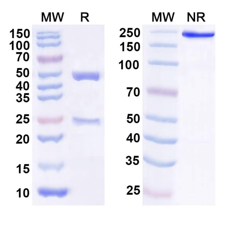 SDS-PAGE - Anti-IL-25 Antibody [ABM19] Biosimilar - BSA and Azide free (A339257) - Antibodies.com
