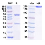 SDS-PAGE - Anti-IL-25 Antibody [ABM19] Biosimilar - BSA and Azide free (A339257) - Antibodies.com